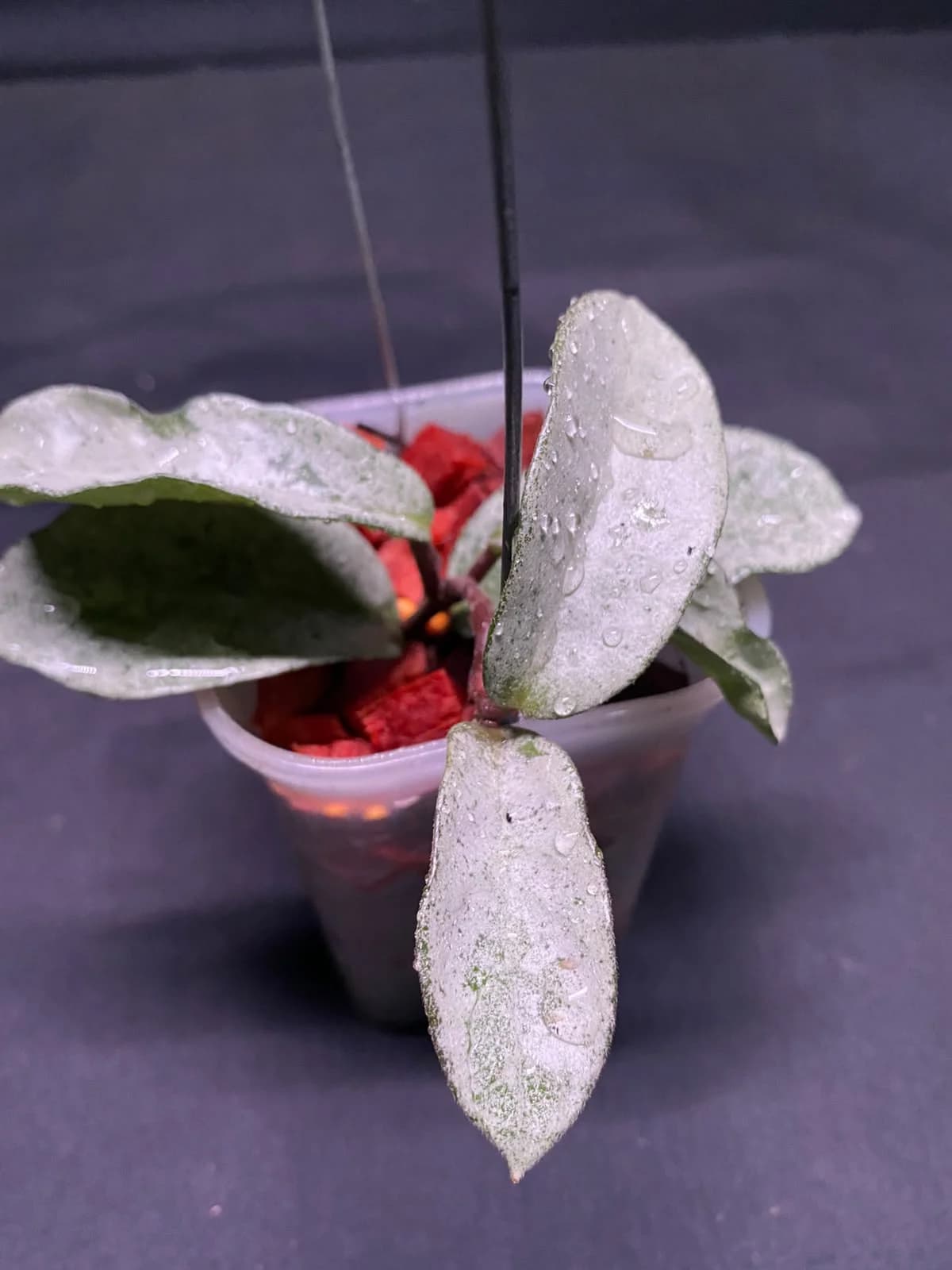 Hoya Carnosa Nova Ghost thumbnail 3