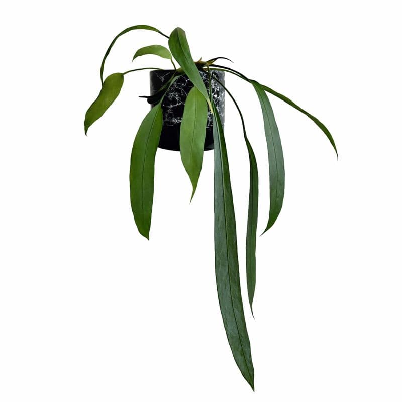 Anthurium Vittarifolium thumbnail 1