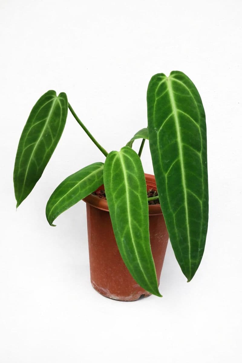 Anthurium warocqueanum