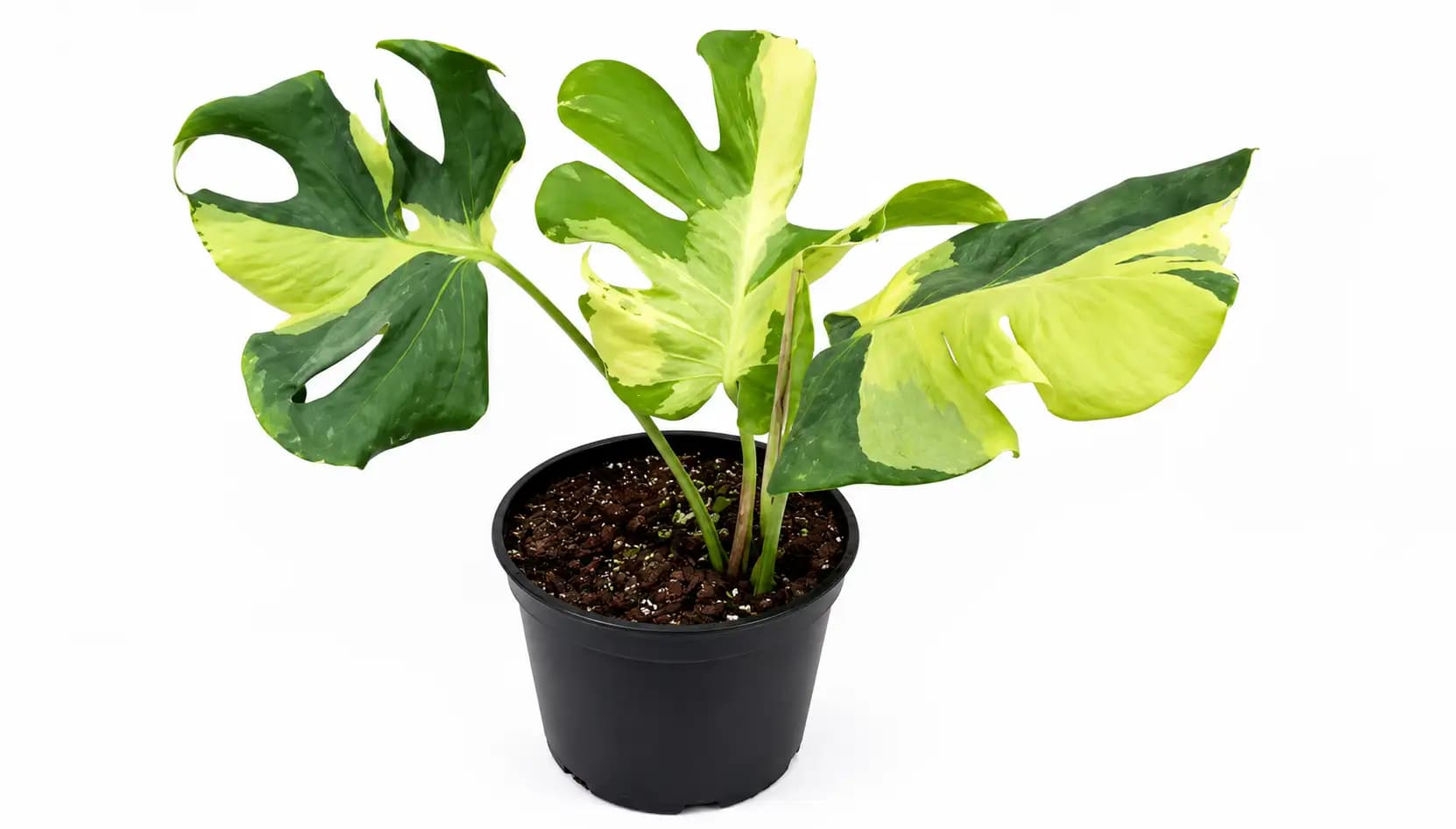 Rare Monstera Oceana Lava Variegated