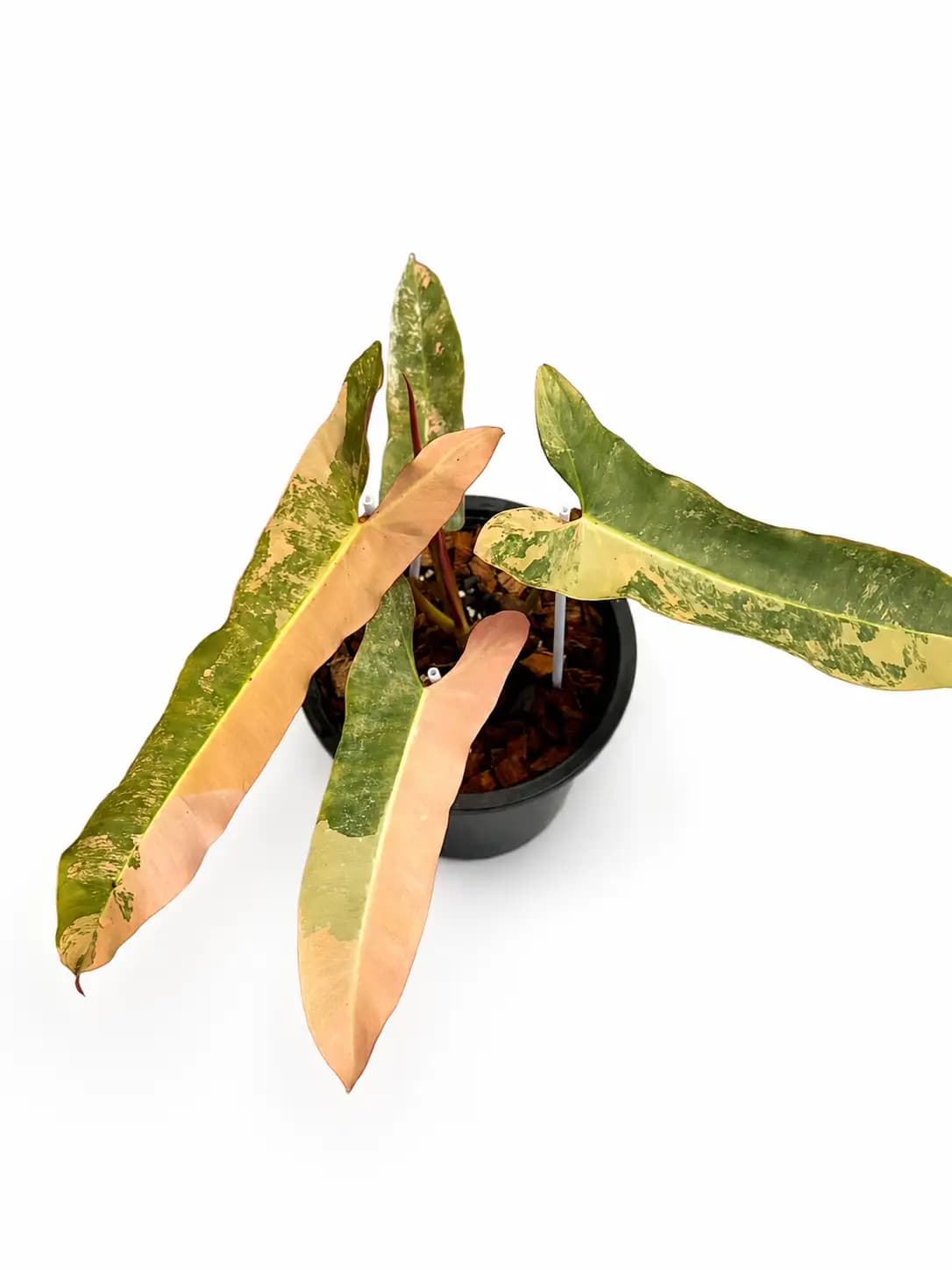 Philodendron Atabapoense Pink Variegated