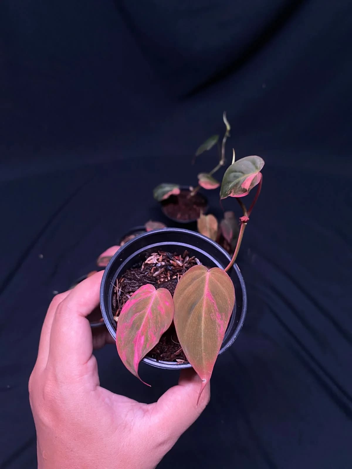 Philodendron Micans Pink Variegated  thumbnail 2