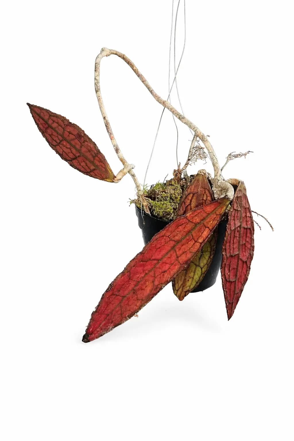 Hoya Clemensiorum Red thumbnail 1