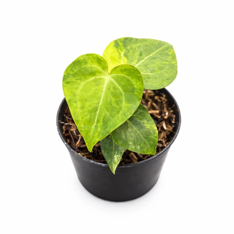 Anthurium Clarinervium Variegated (Medium)