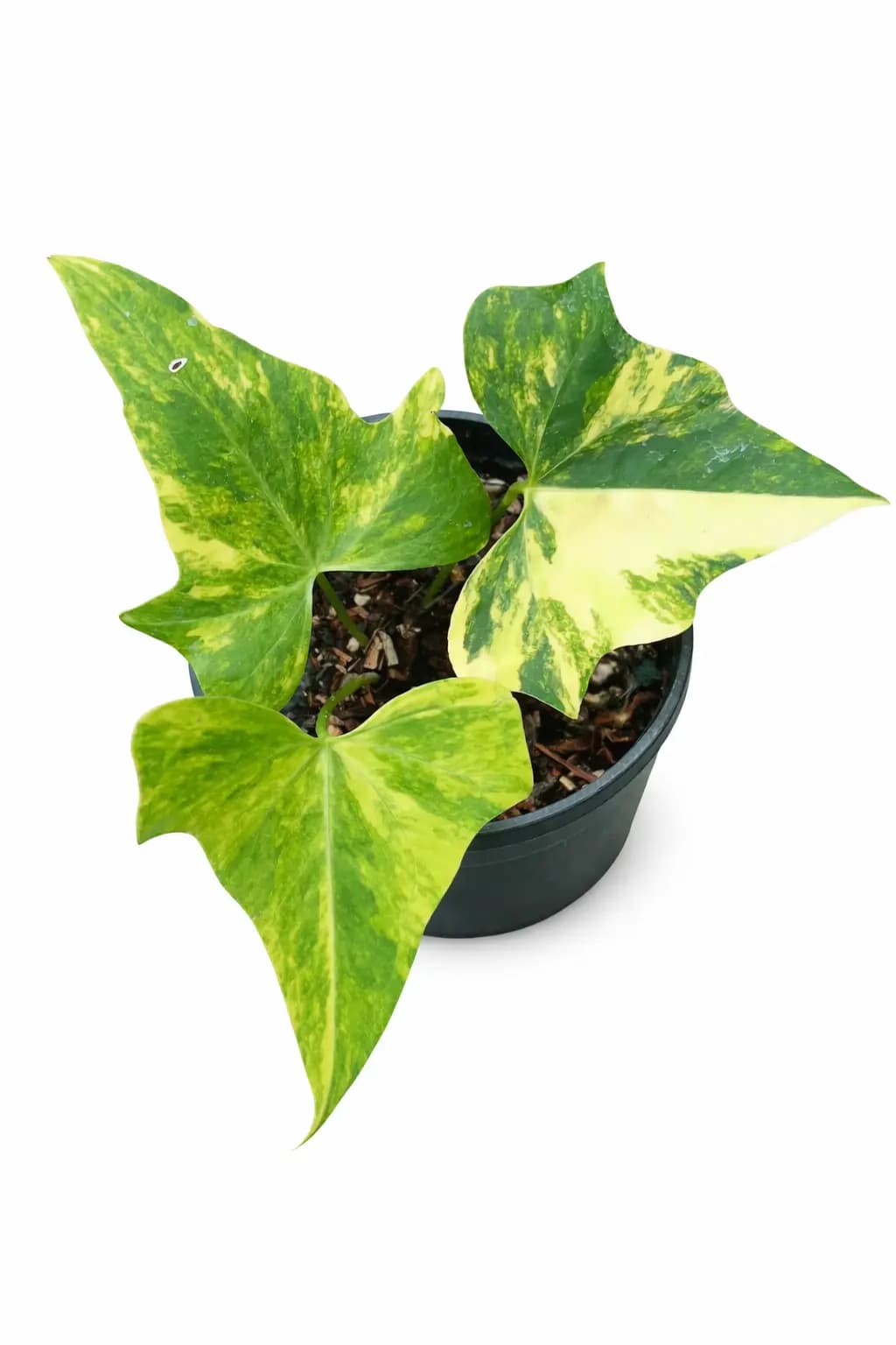Anthurium Pterodactyl Variegated (Medium)