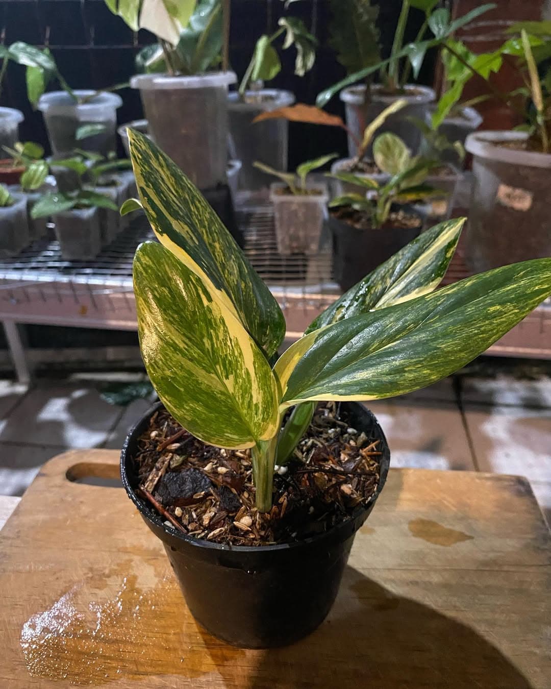 Monstera Standleyana Aurea