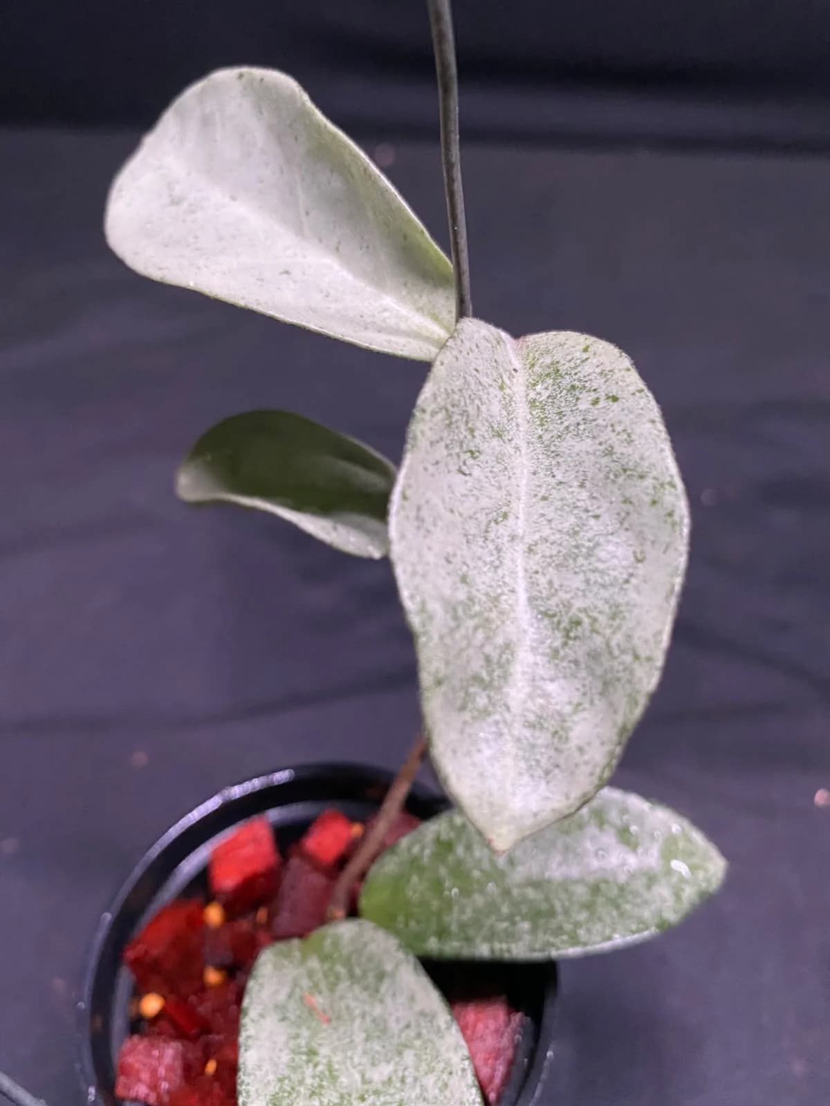 Hoya Carnosa Nova Ghost