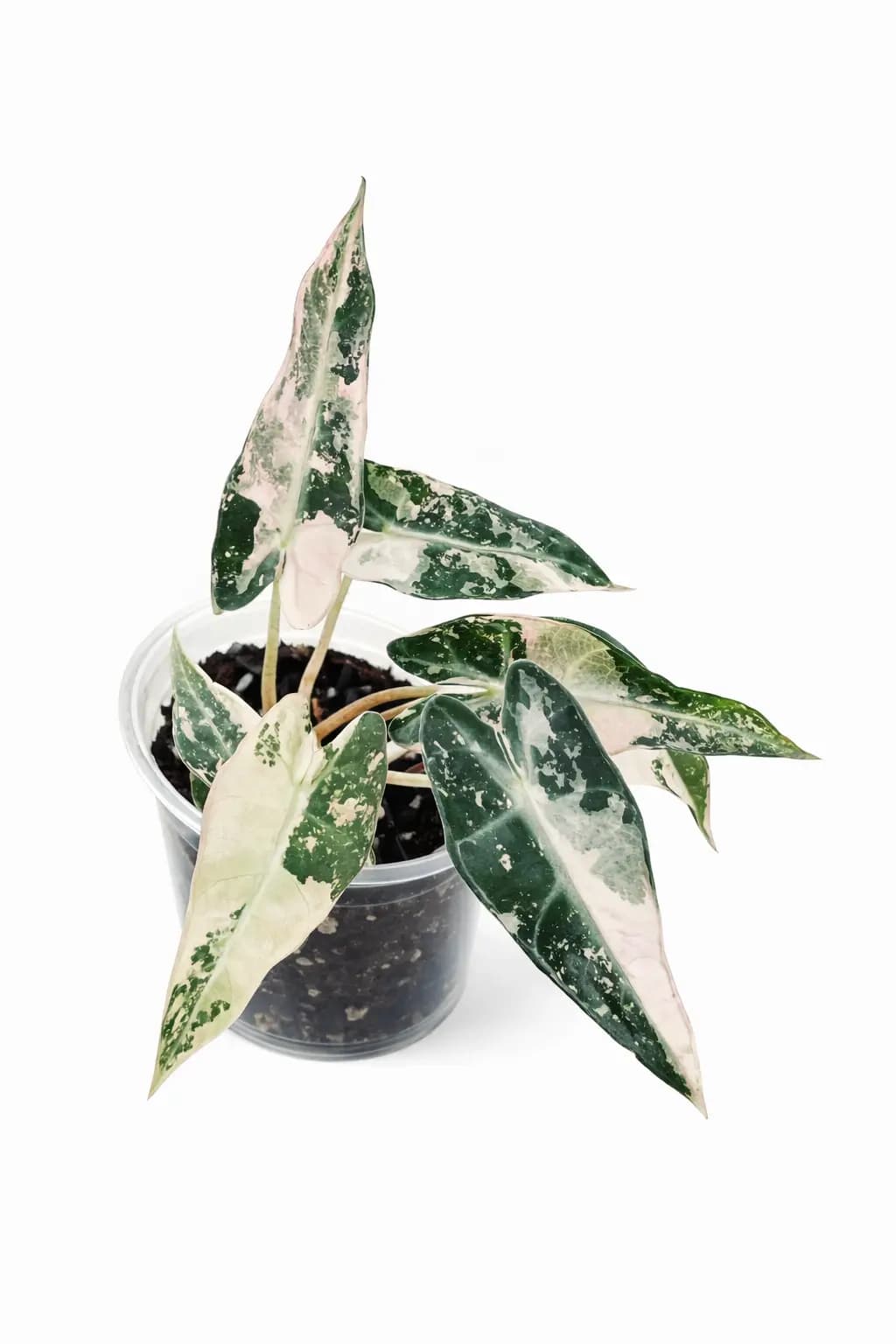 Alocasia Bambino Variegated