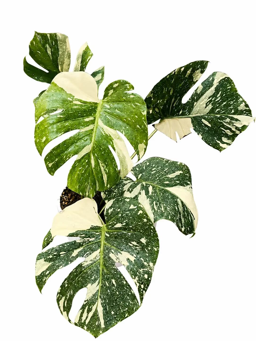 Monstera Cartoon