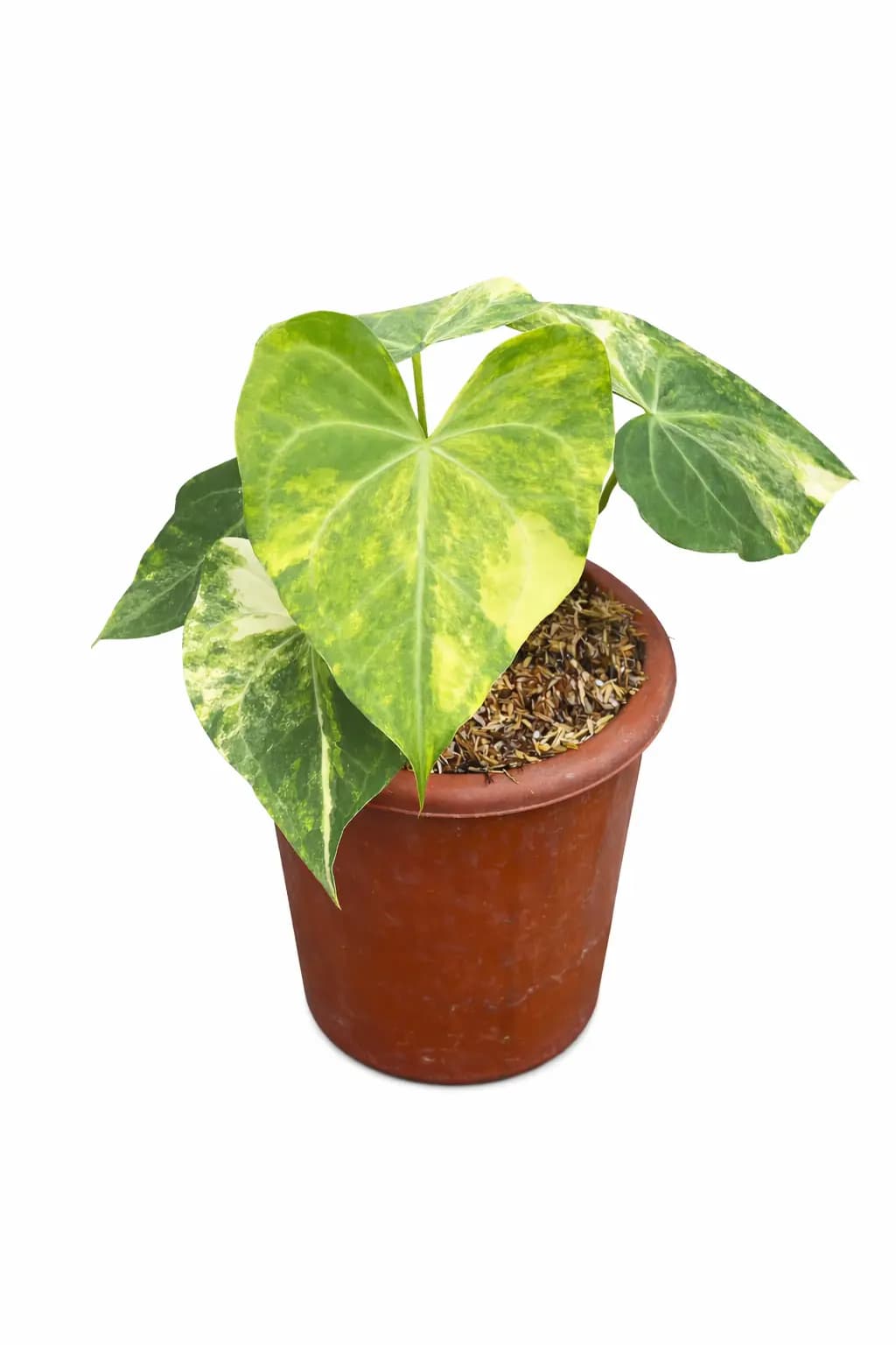 Anthurium Sweet Love Variegated