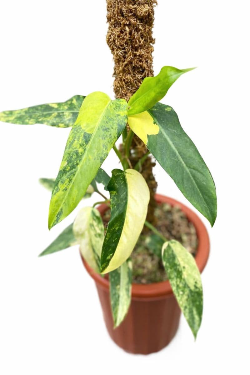 Philodendron domesticum variegated