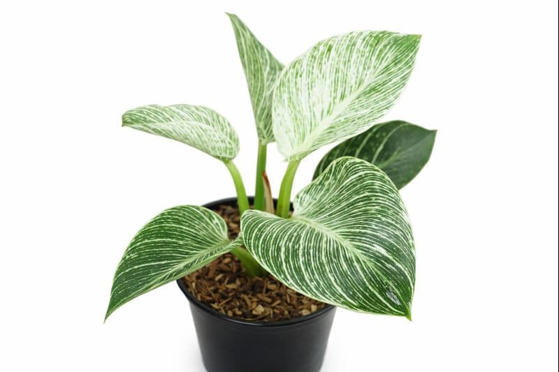 Philodendron Birkin