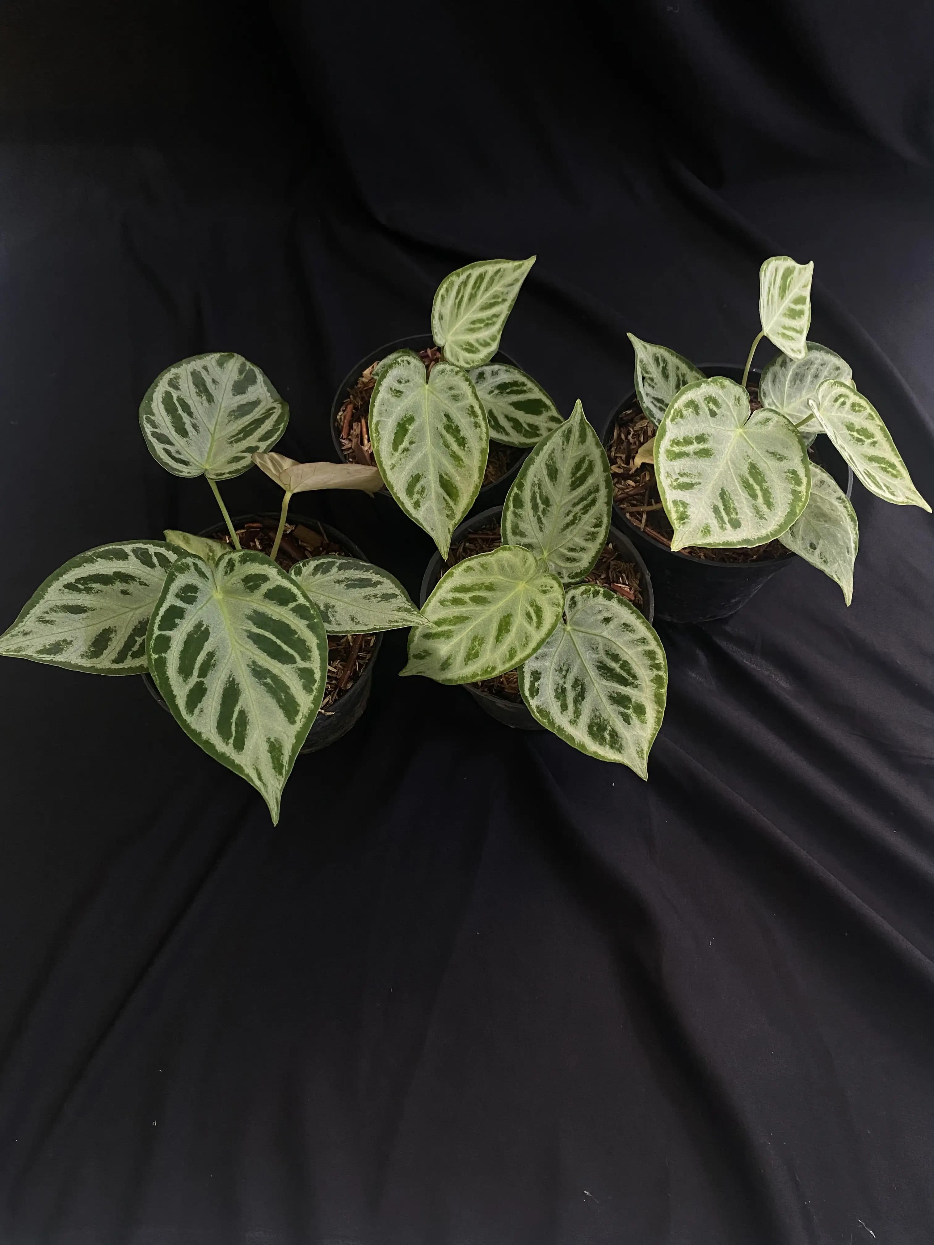 Anthurium Silver Blush