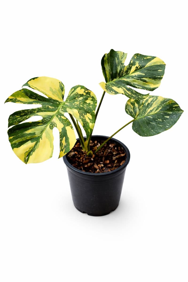 Monstera Ivory