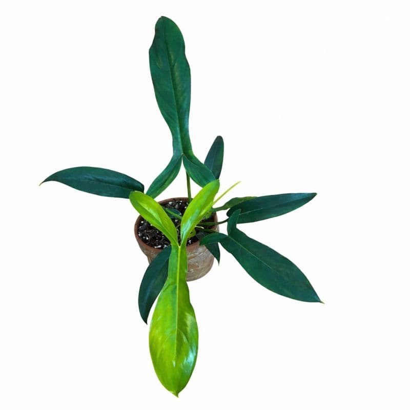 Philodendron Code 69686