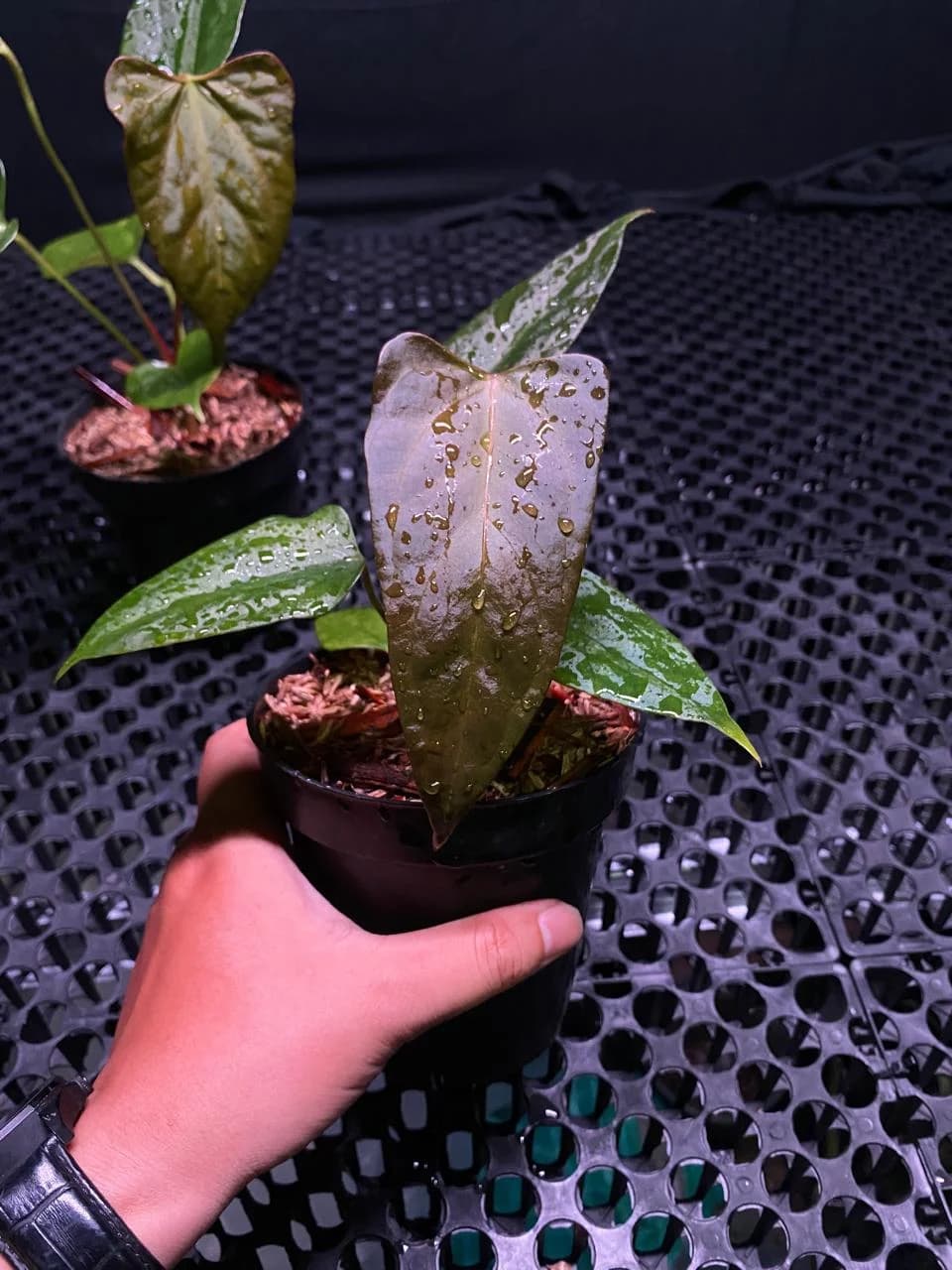 Anthurium Black Sweet (Selfing)