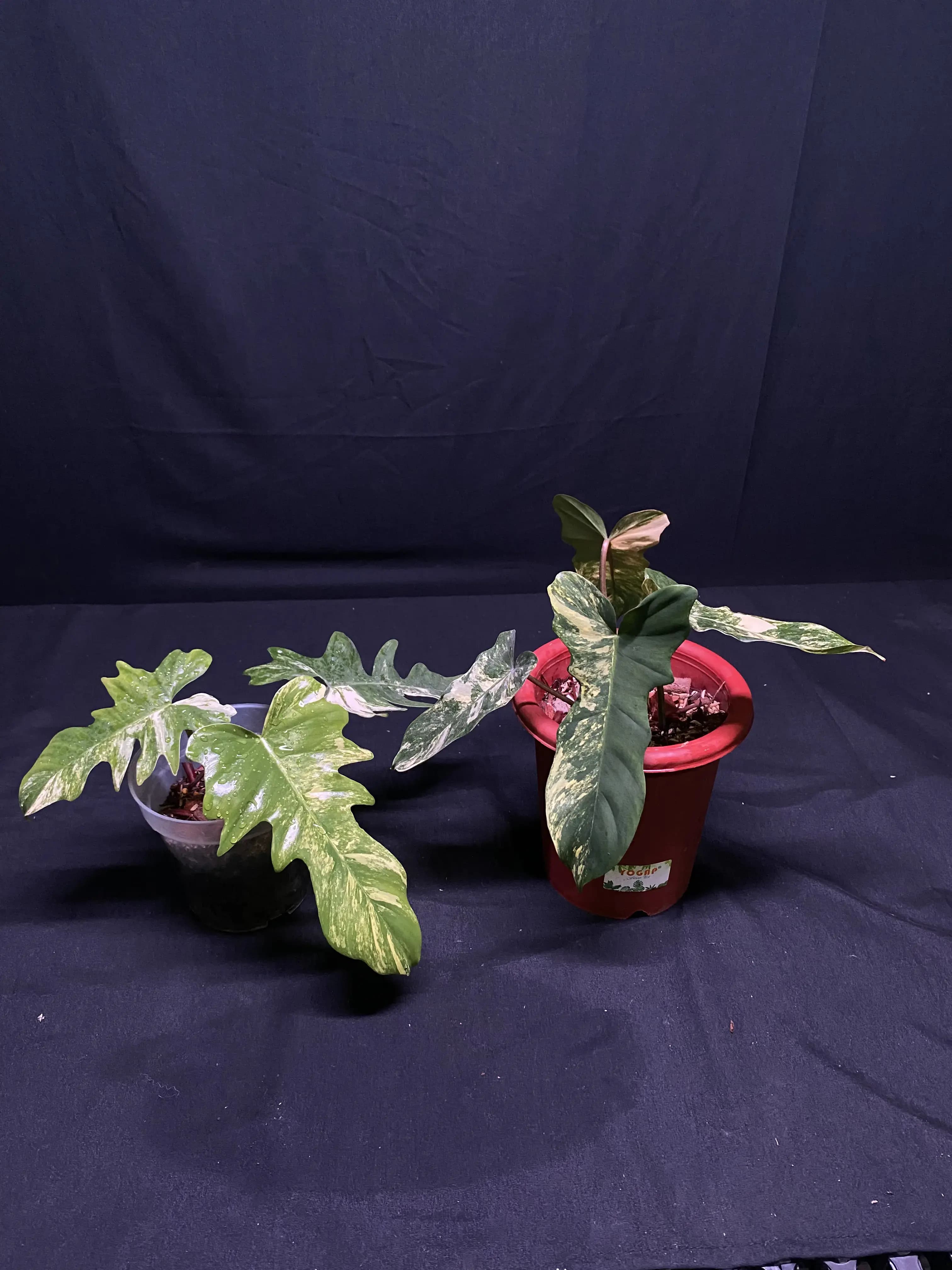 Philodendron Florida beauty x Golden Dragon