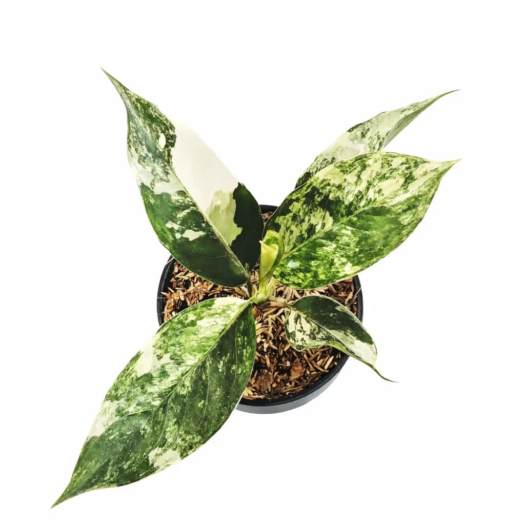 Aglaonema Siam Jade Variegated