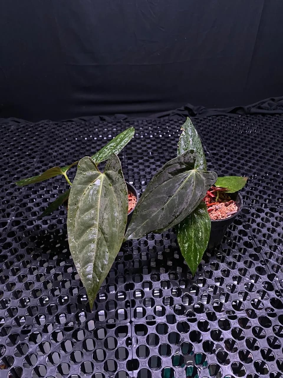 Anthurium RVDP x Fort Sherman