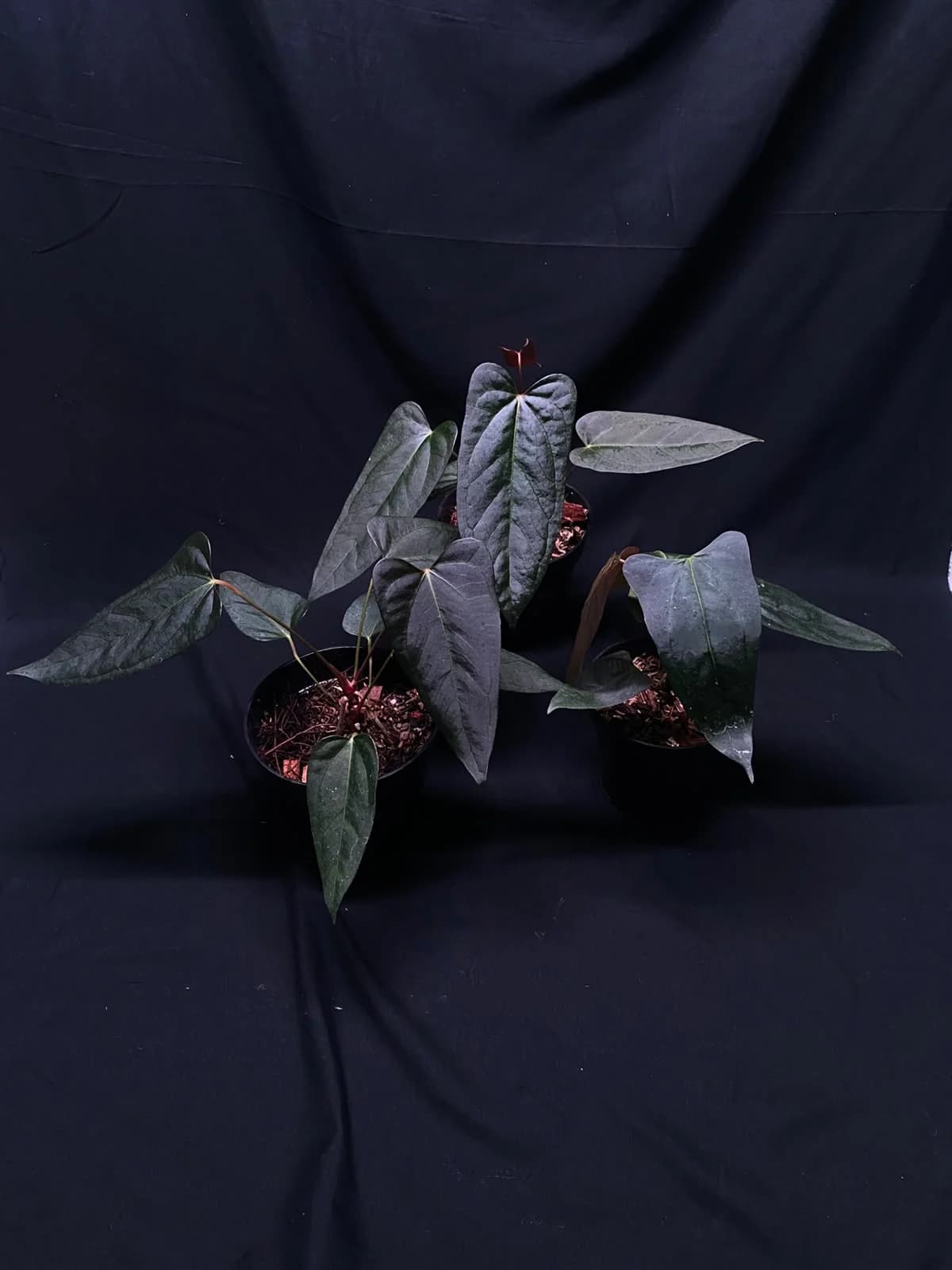 Anthurium Black Sweet