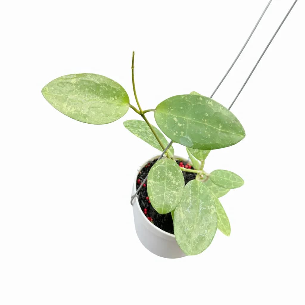 Hoya Elliptica Splash Round Leaves