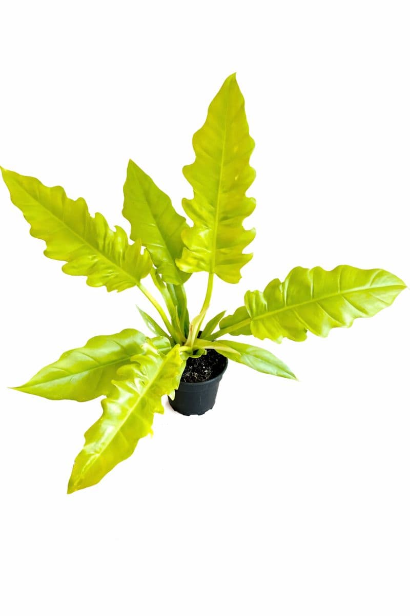 Philodendron Golden Saw