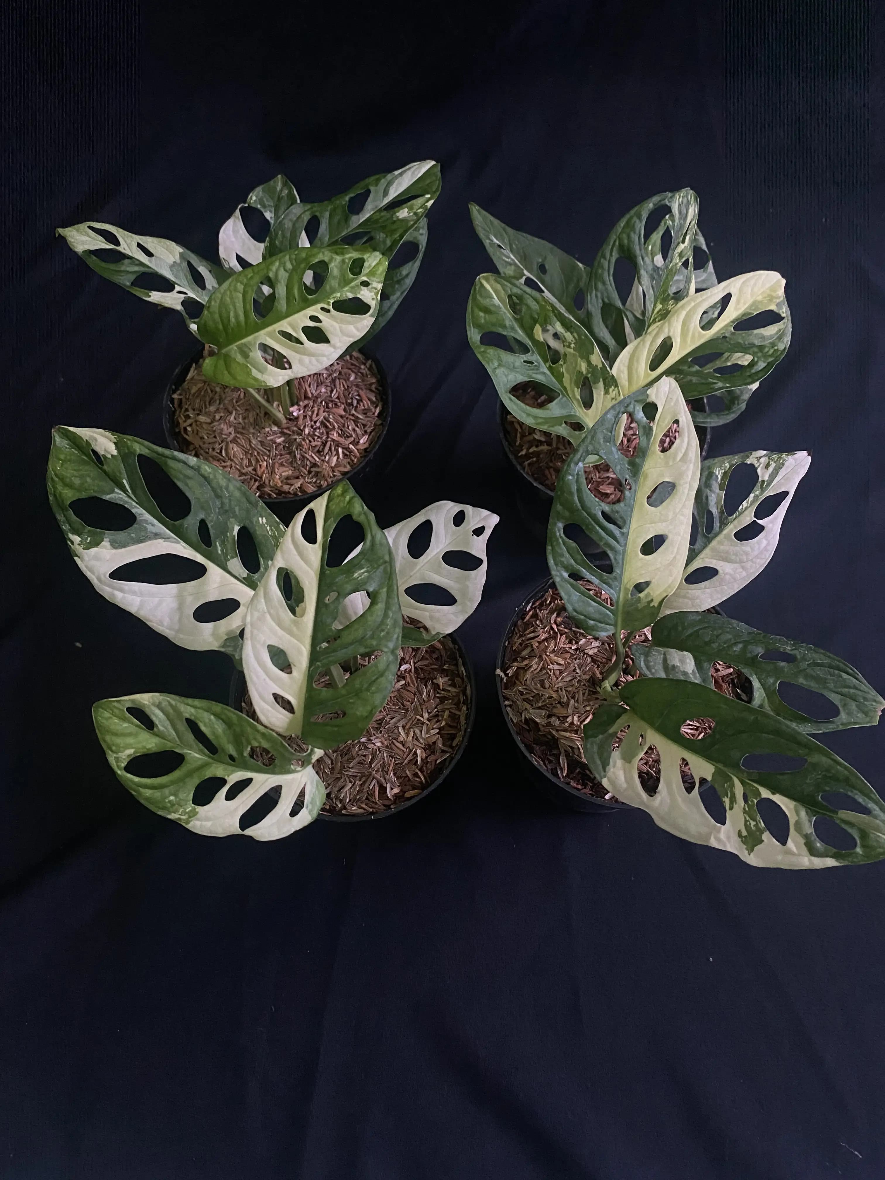 Monstera adansonii variegata