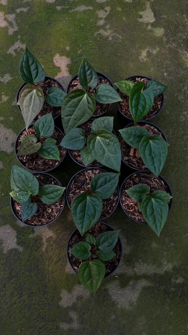 Anthurium luxurians x papillilaminum