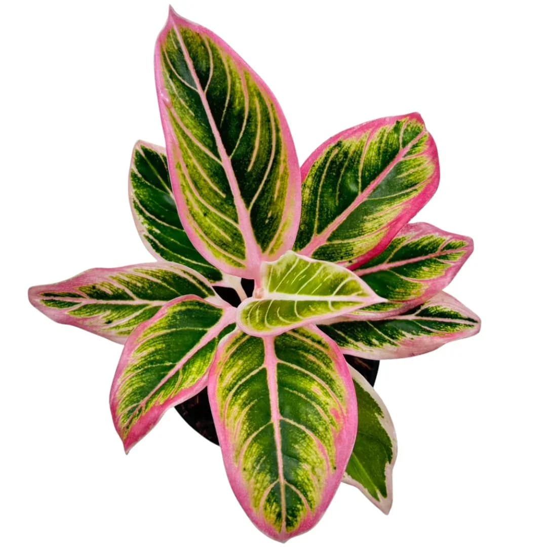 Aglaonema Lotus Delight