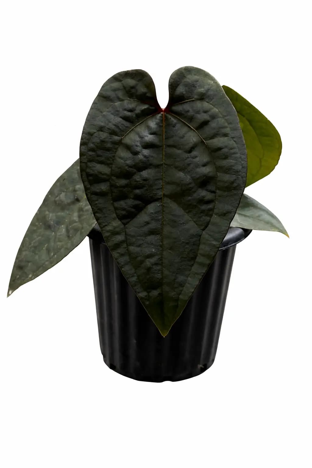 Anthurium Ace of Spades Tezula