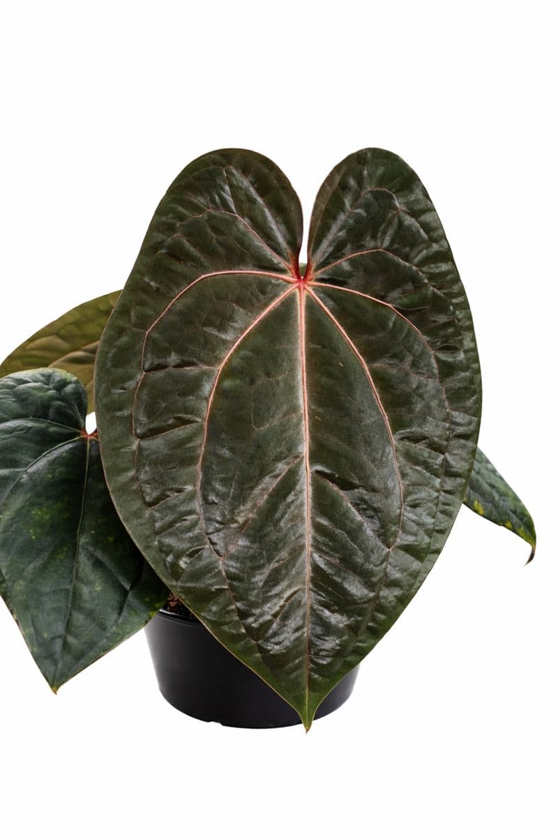 Anthurium Red Vein Dark Phoenix (RVDP)