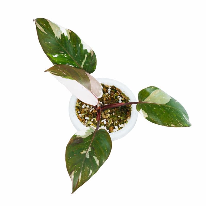 Philodendron Red Anderson