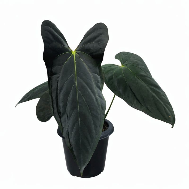 Anthurium Fort Sherman