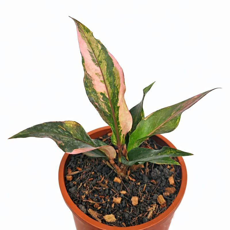 Anthurium Hookeri Pink Variegated