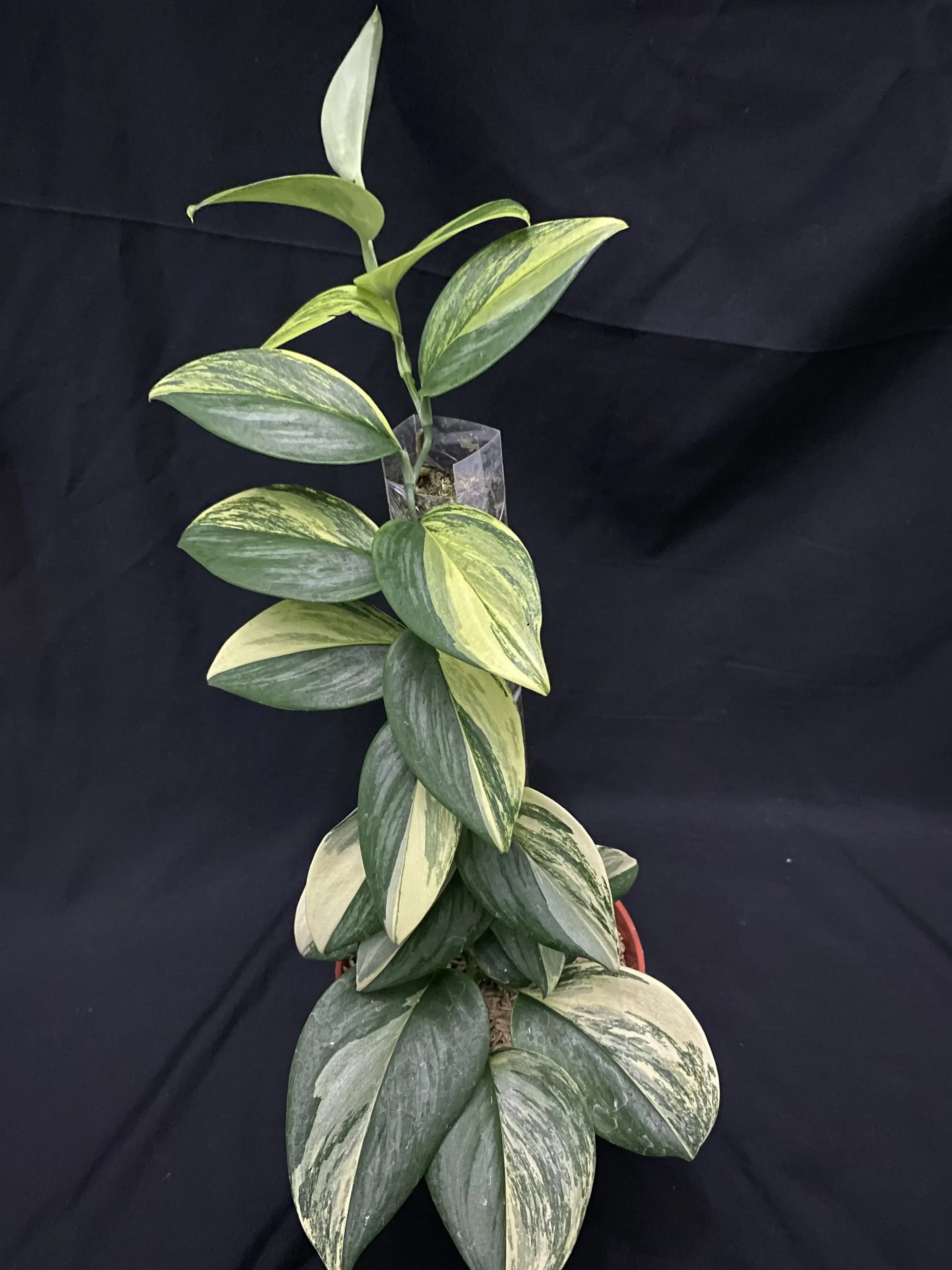 Scindapsus Treubii Aurea