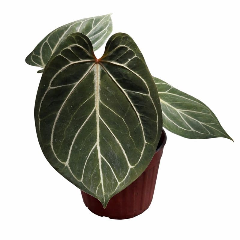 Anthurium King of Spades (Medium)