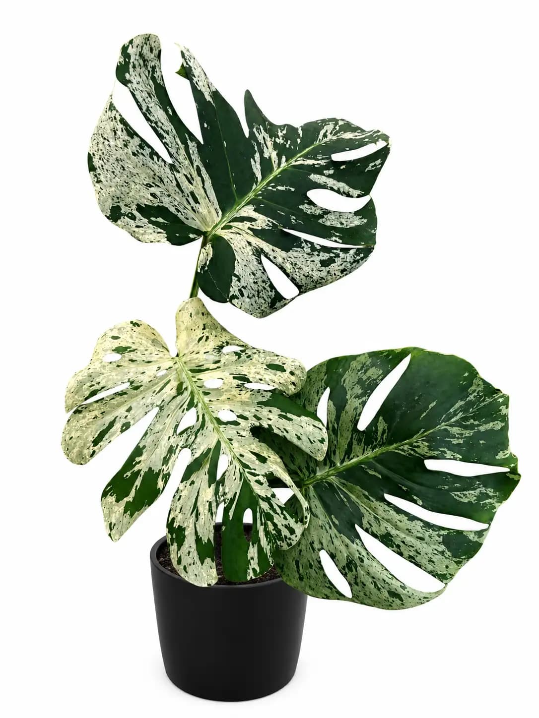 Monstera vietciosa
