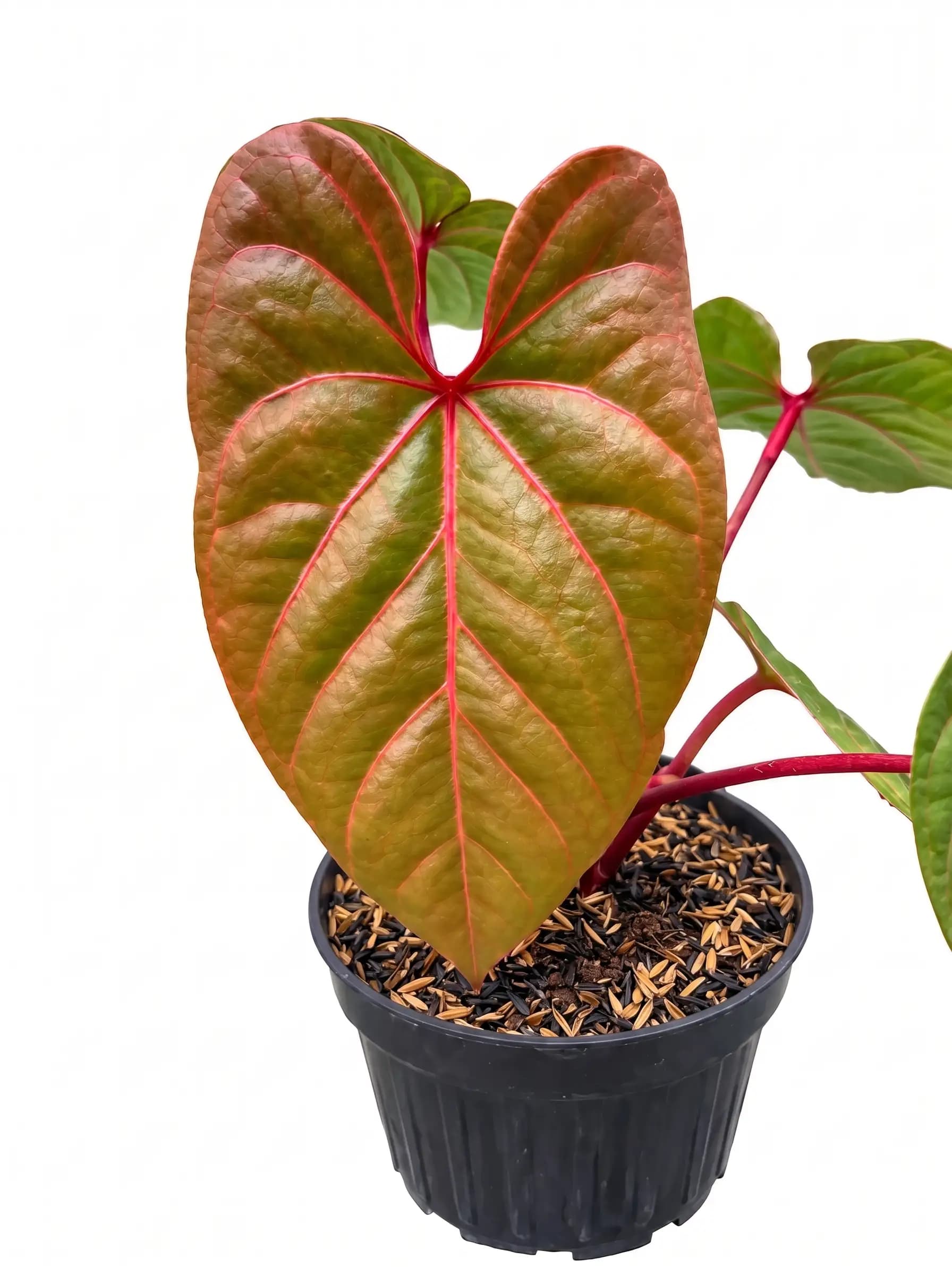 Anthurium Black Sweet X Red Sonya