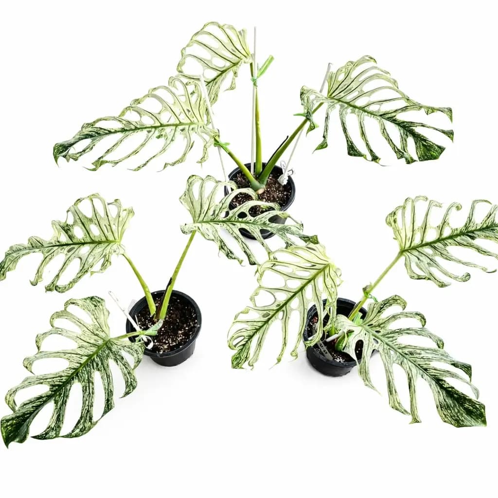 Monstera Devil Monster