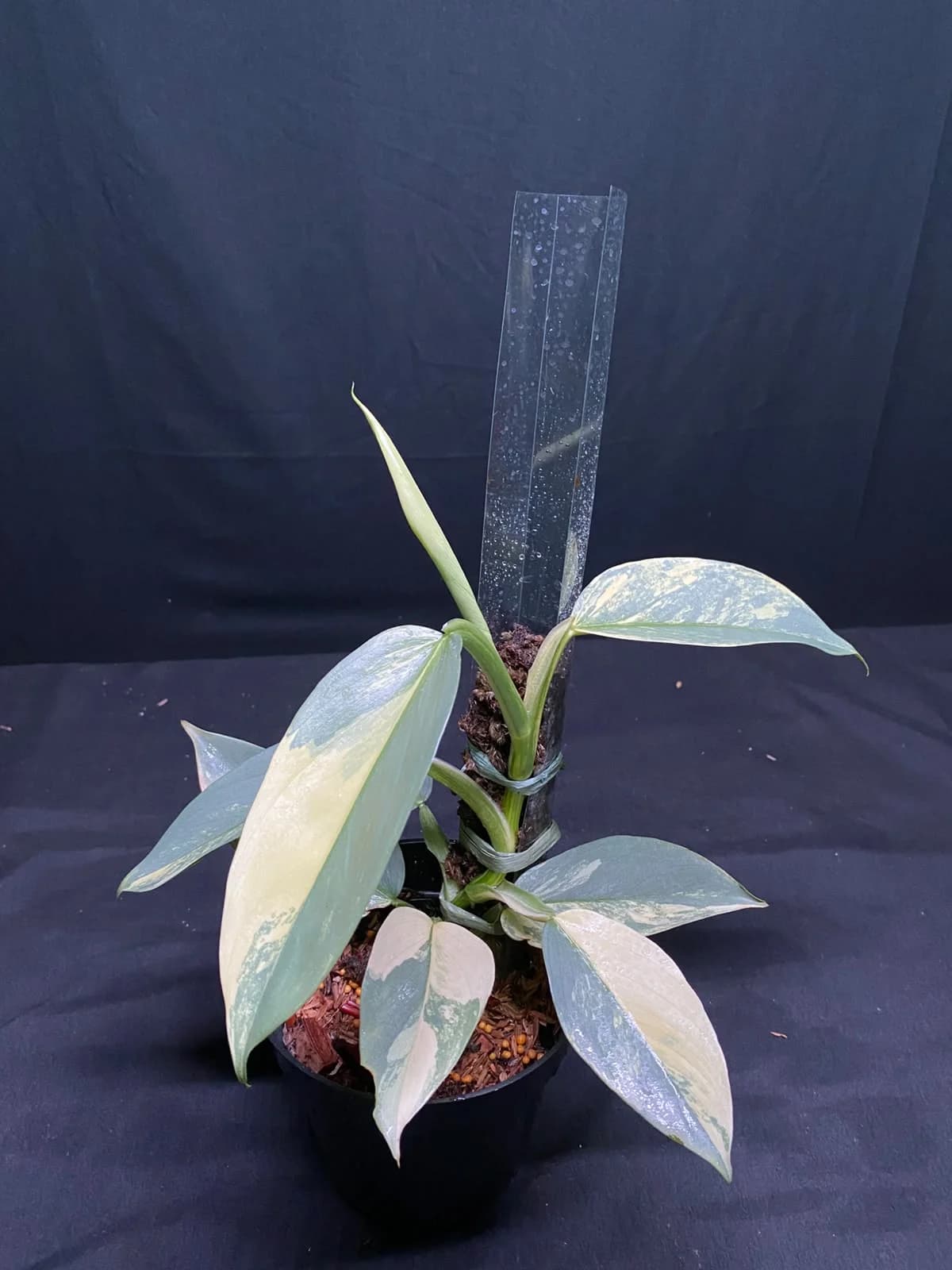 Philodendron Hastatum Silver Sword Variegated