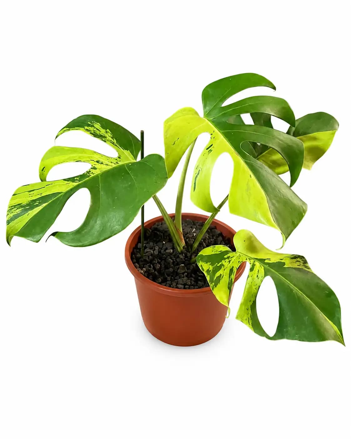 Monstera Light Lime