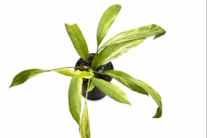 Anthurium Vittarifolium Variegated