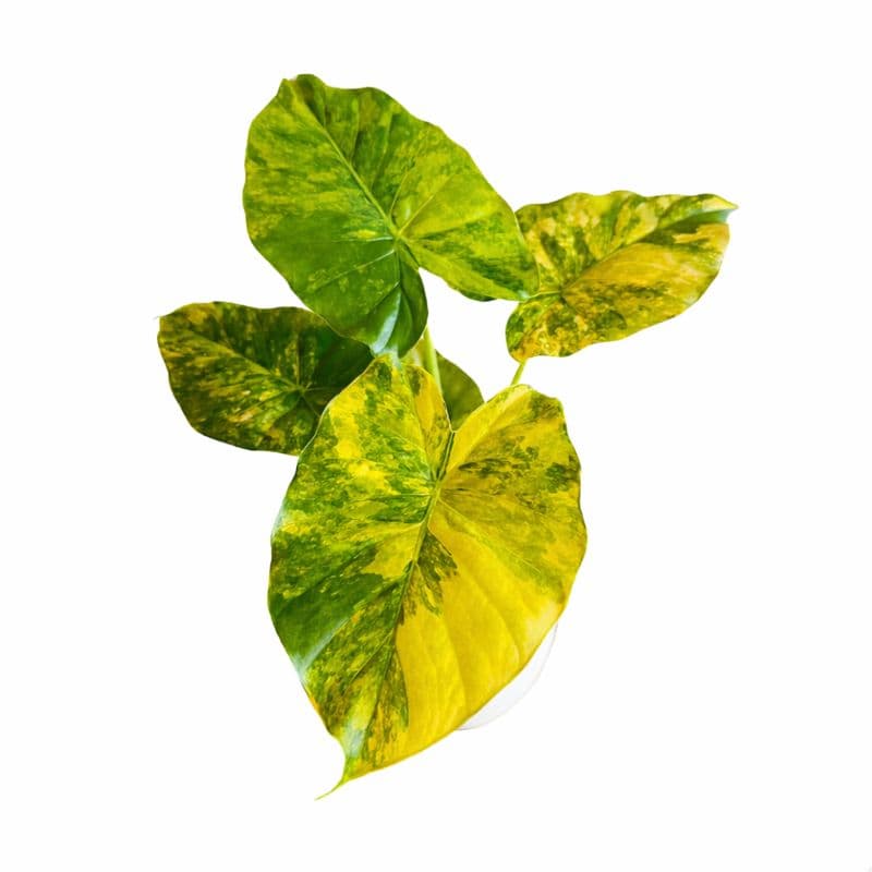 Alocasia Gageana Aurea Variegated