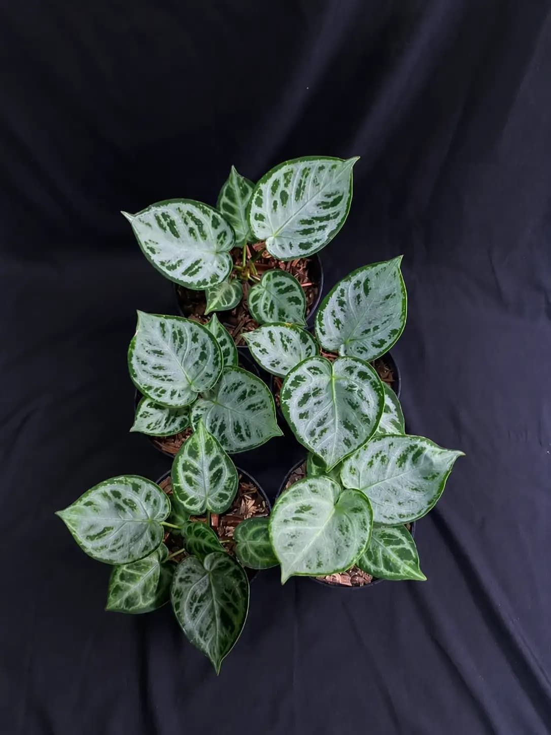 Anthurium dorayaki silver