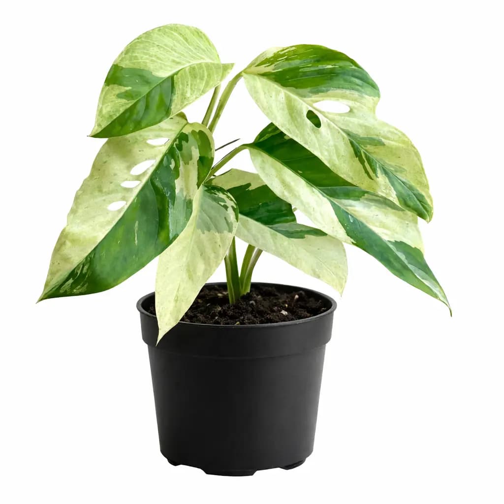 Monstera Laniata Variegated