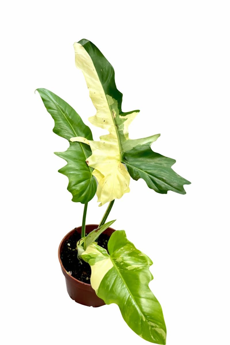 Philodendron Golden Dragon Variegated