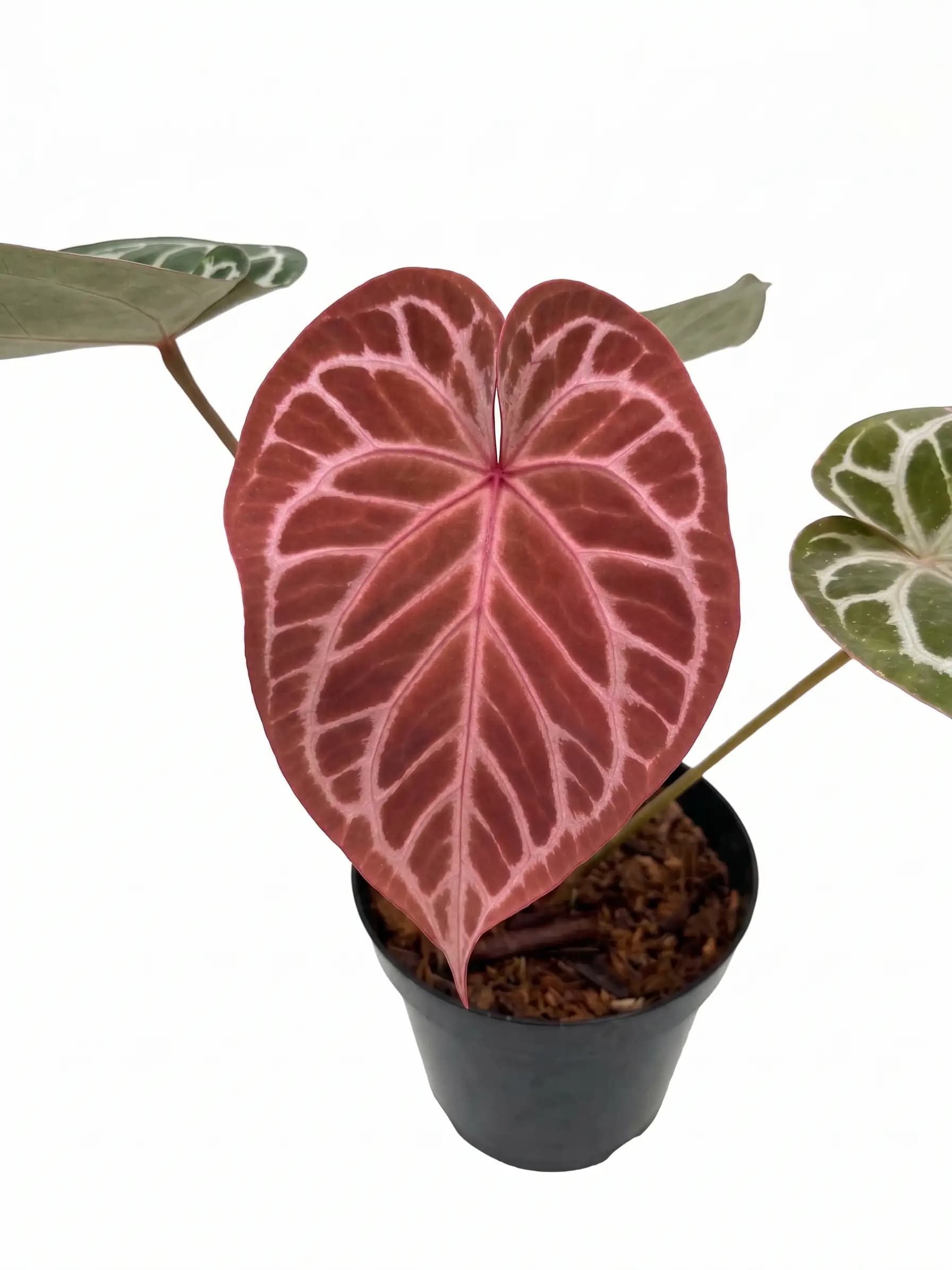 Anthurium Redman x Michelle